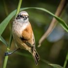 "BEUTELMEISE", Jungvogel