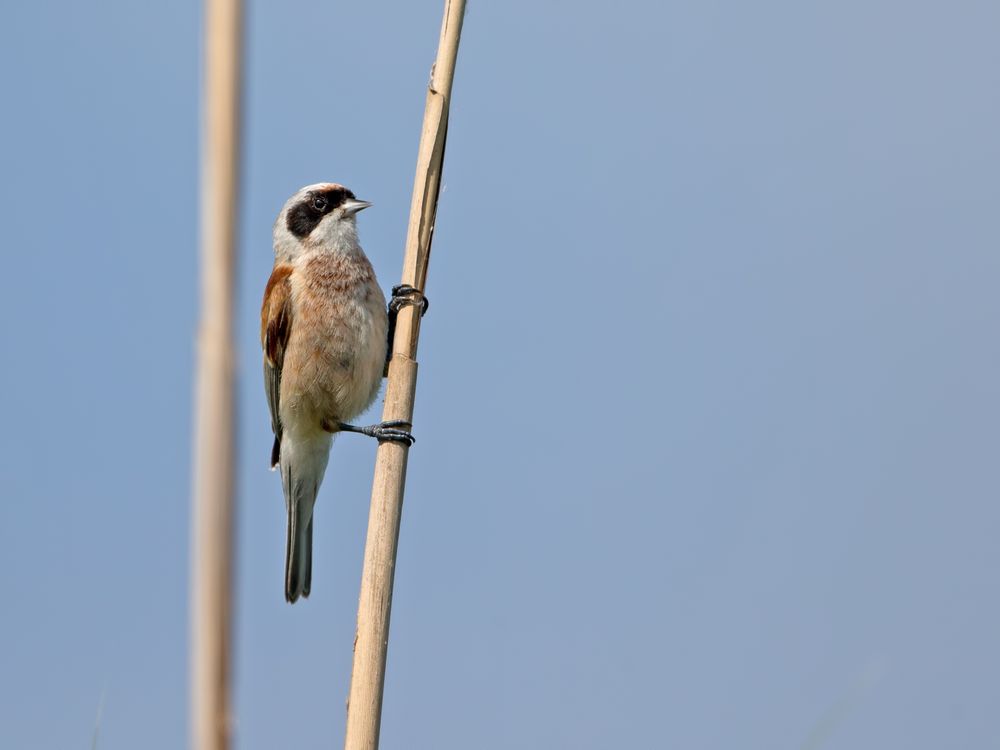 Beutelmeise / Penduline tit