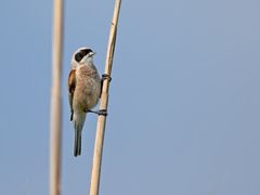 Beutelmeise / Penduline tit