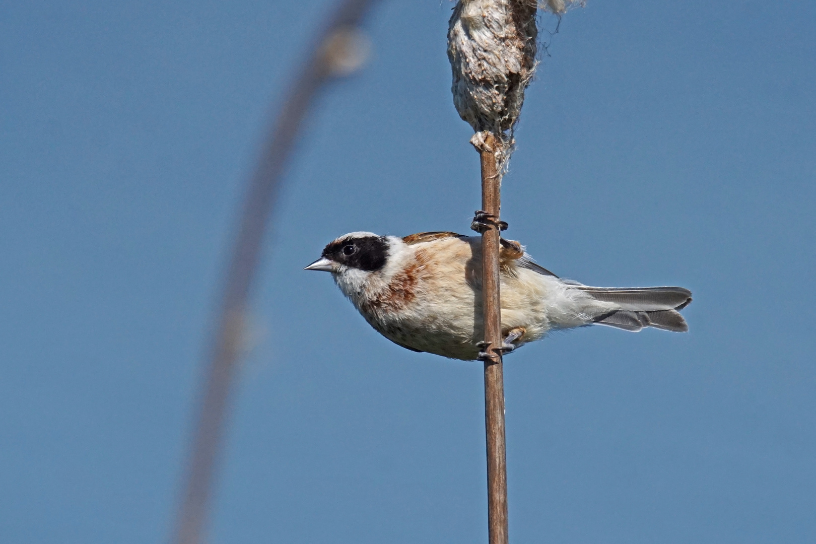 Beutelmeise (Remiz pendulinus)