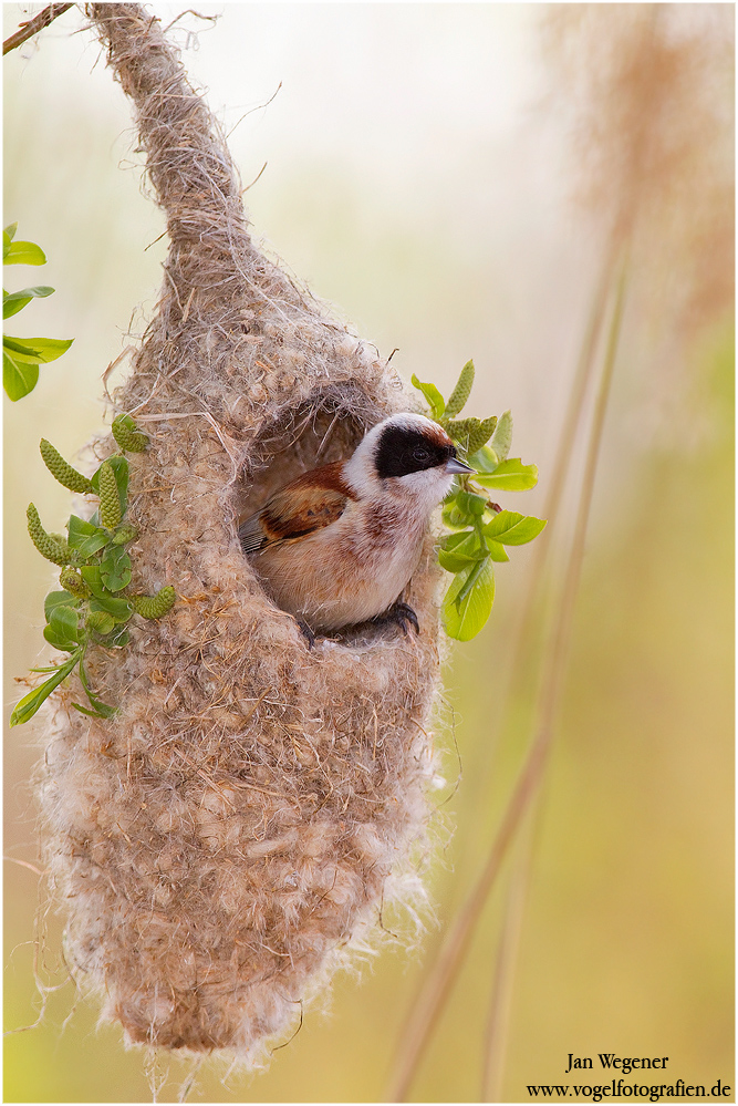 Beutelmeise (Remiz pendulinus) Penduline Tit am Nest