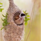 Beutelmeise (Remiz pendulinus) Penduline Tit am Nest