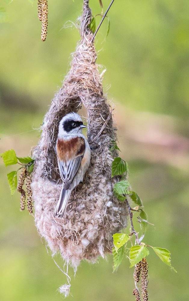 Beutelmeise, Remiz pendulinus, Vogel, Singvogel