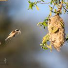 Beutelmeisen / Eurasian penduline tit (Remiz pendulinus)