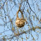 Beutelmeisen Nest