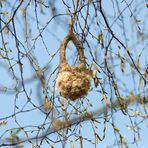 Beutelmeisen Nest