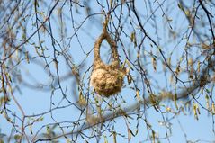 Beutelmeisen Nest