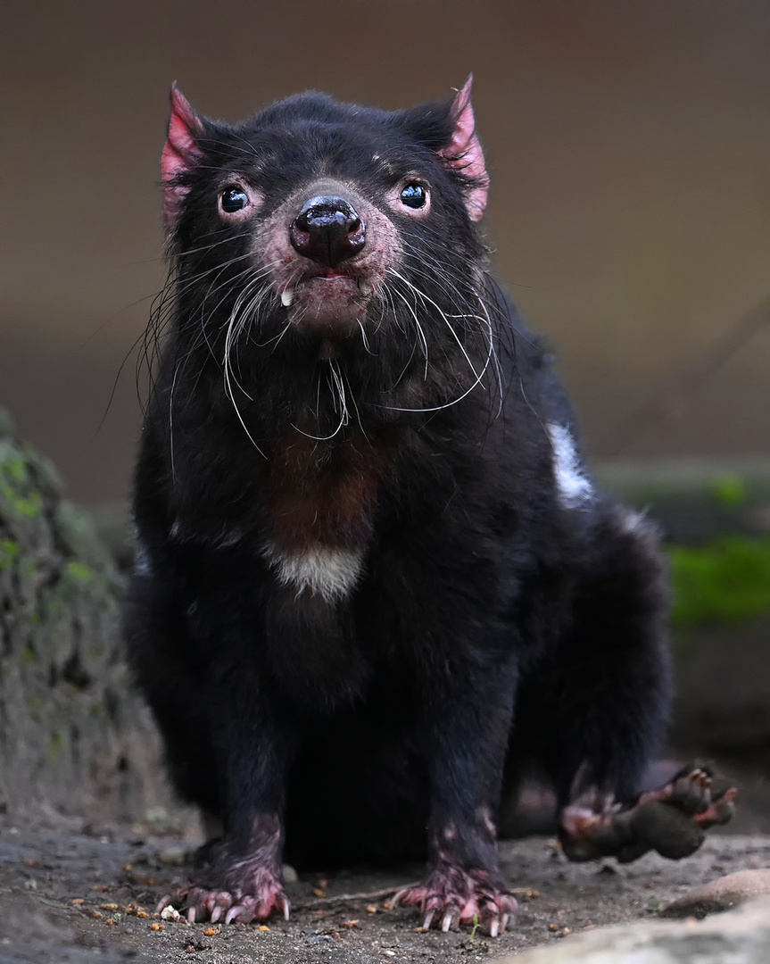 Beutelteufel Foto & Bild | tiere, zoo, wildpark & falknerei, säugetiere Bilder auf fotocommunity