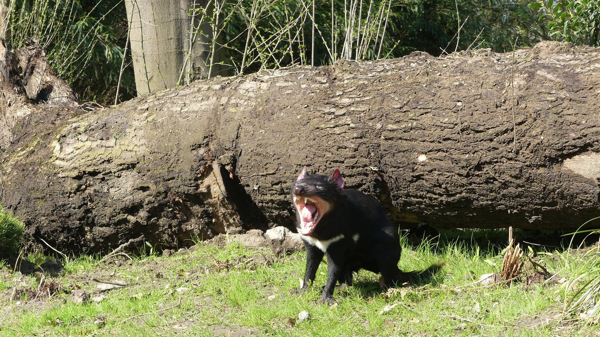 Beutelteufel Duisburger Zoo