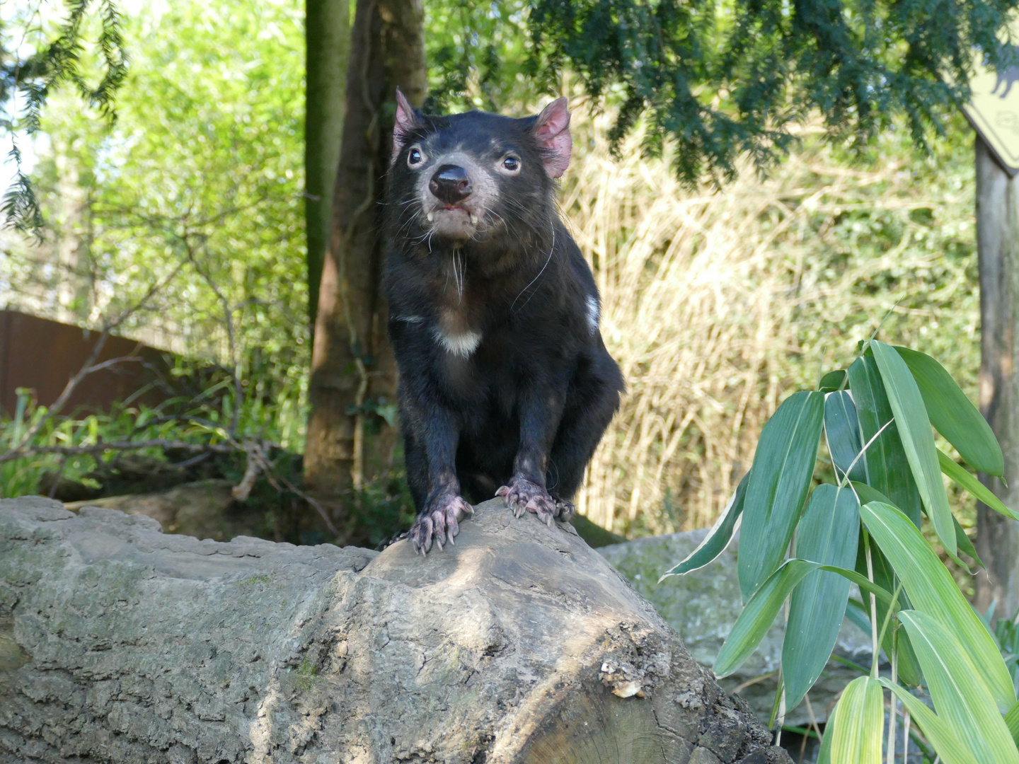 Beutelteufel im Duisburger Zoo