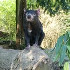 Beutelteufel im Duisburger Zoo