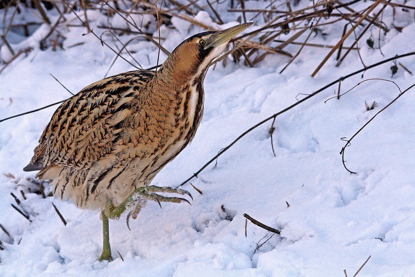 Beutesuche im Schnee