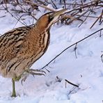 Beutesuche im Schnee