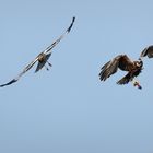 Beuteübergabe der Rohrweihen auf Texel