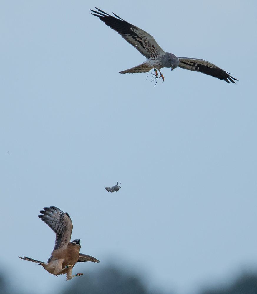 Beuteübergabe vom Altvogel an den Jungvogel 2