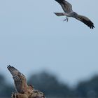 Beuteübergabe vom Altvogel an den Jungvogel 3