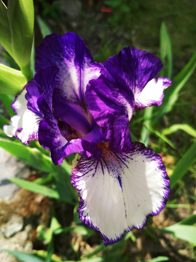 Beutiful Iris