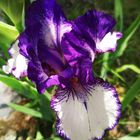 Beutiful Iris