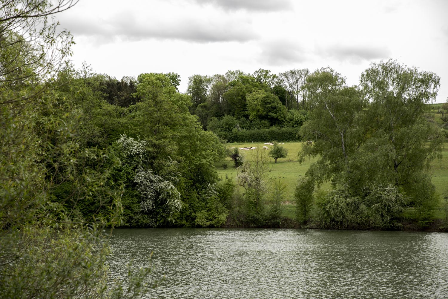 Beutwangsee, der Blick zum gegenüberliegenden Ufer