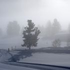 Bever im Nebel 3