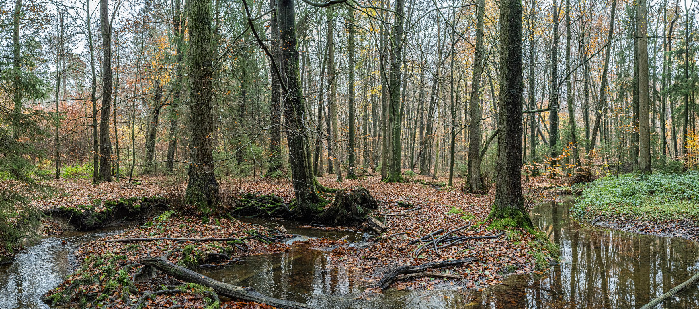 Beverbachmeanderherbstpanorama