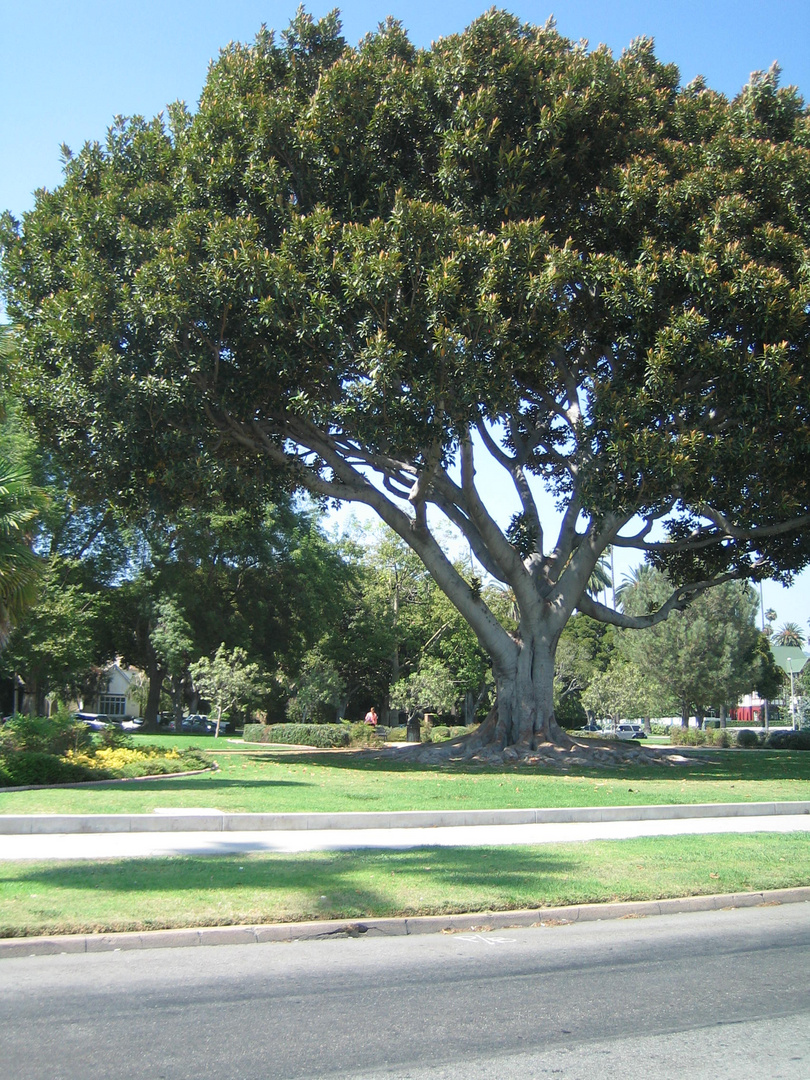 Beverly Hills- Bäume