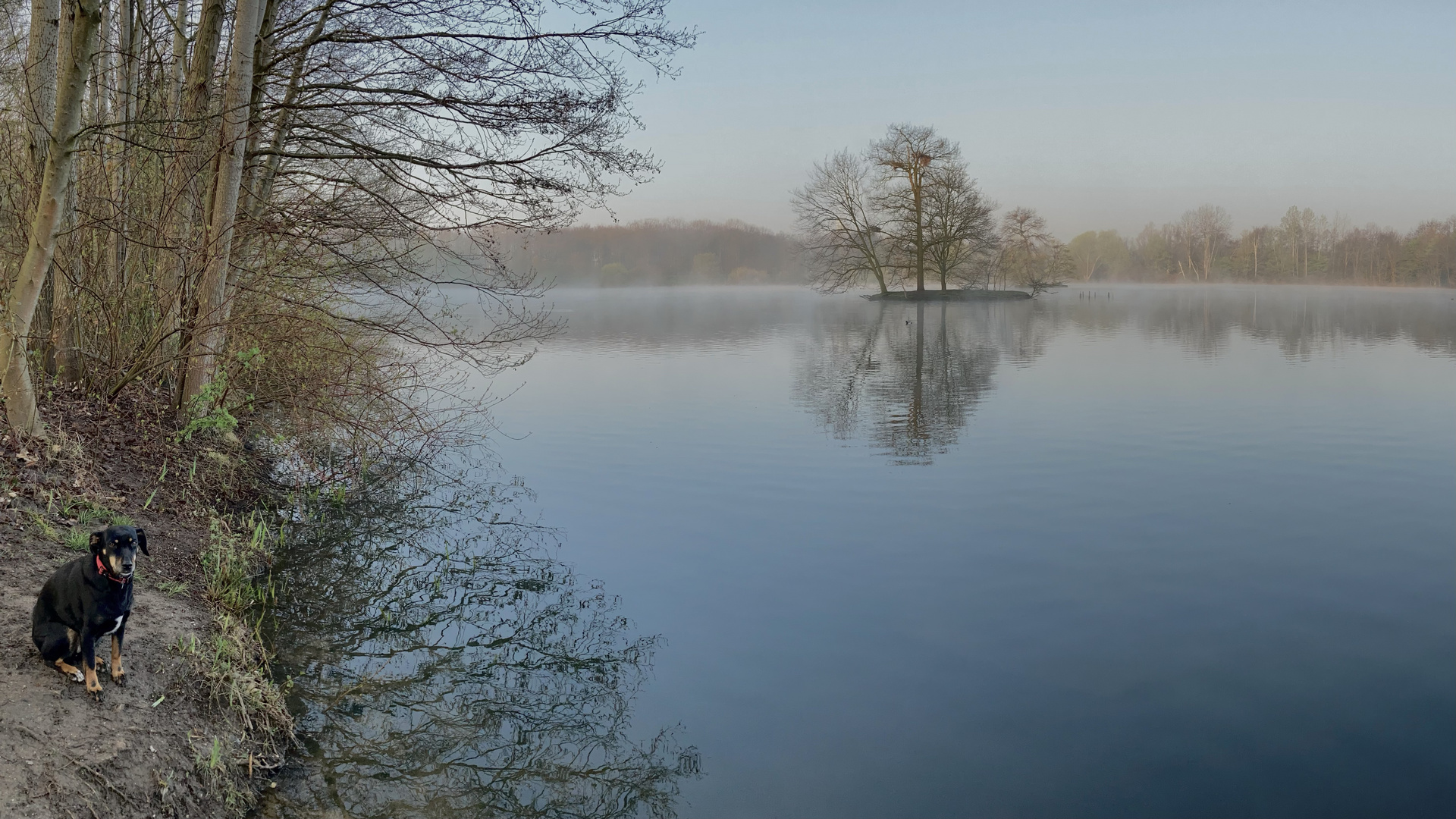 Bevölkerungsschutzhund genießt die Ruhe am See