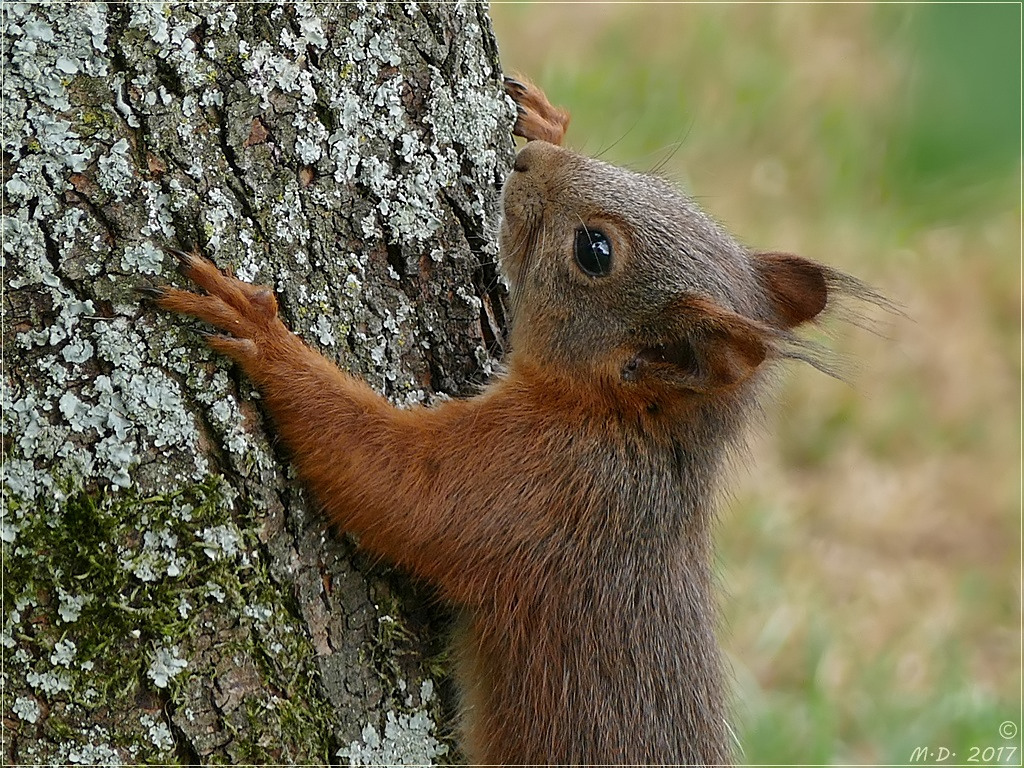 Bevor das Hörnchen verschwand...