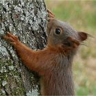 Bevor das Hörnchen verschwand...