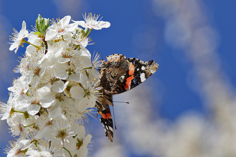 bevor der April-Winter kommt.....