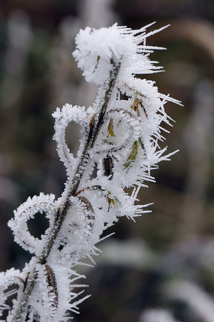 Bevor der Frühling kommt .......