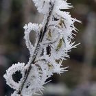 Bevor der Frühling kommt .......