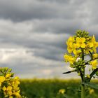 Bevor der nächste Regen fällt.  Rapsblühte.