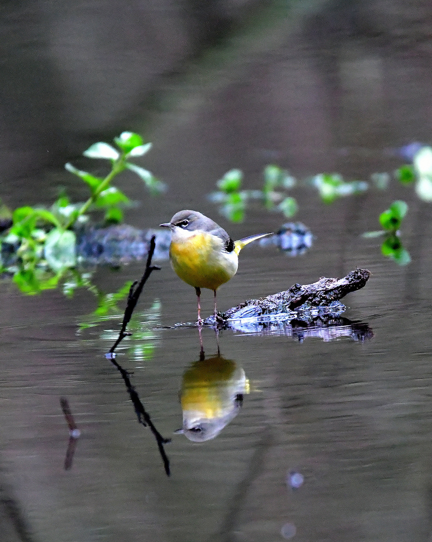 Bevor der Regen......