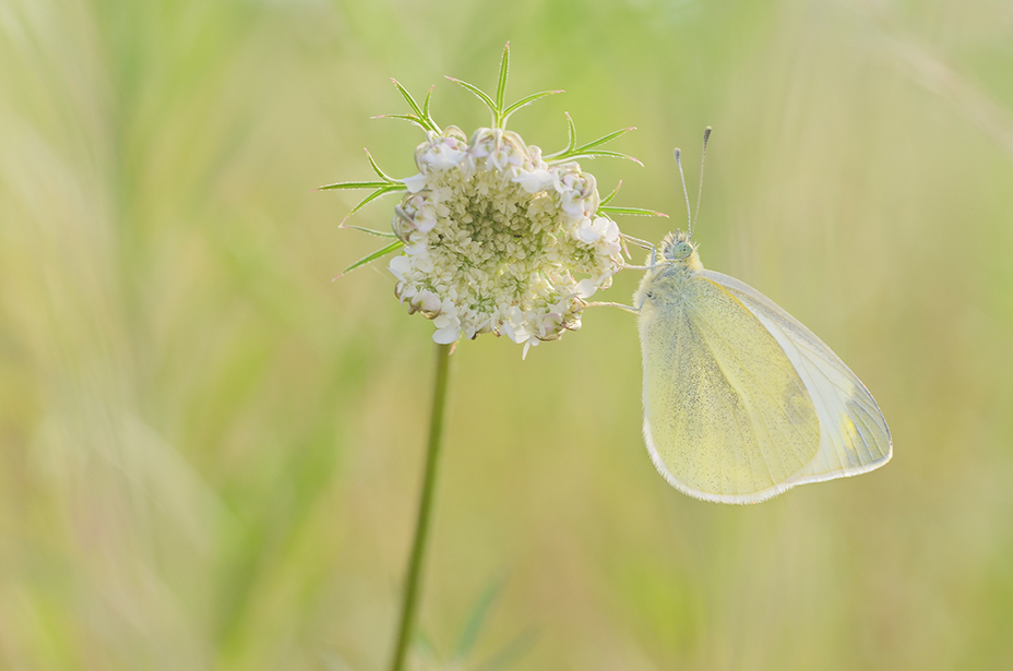 Bevor der Sommer geht