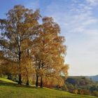 Bevor die letzten Blätter fallen