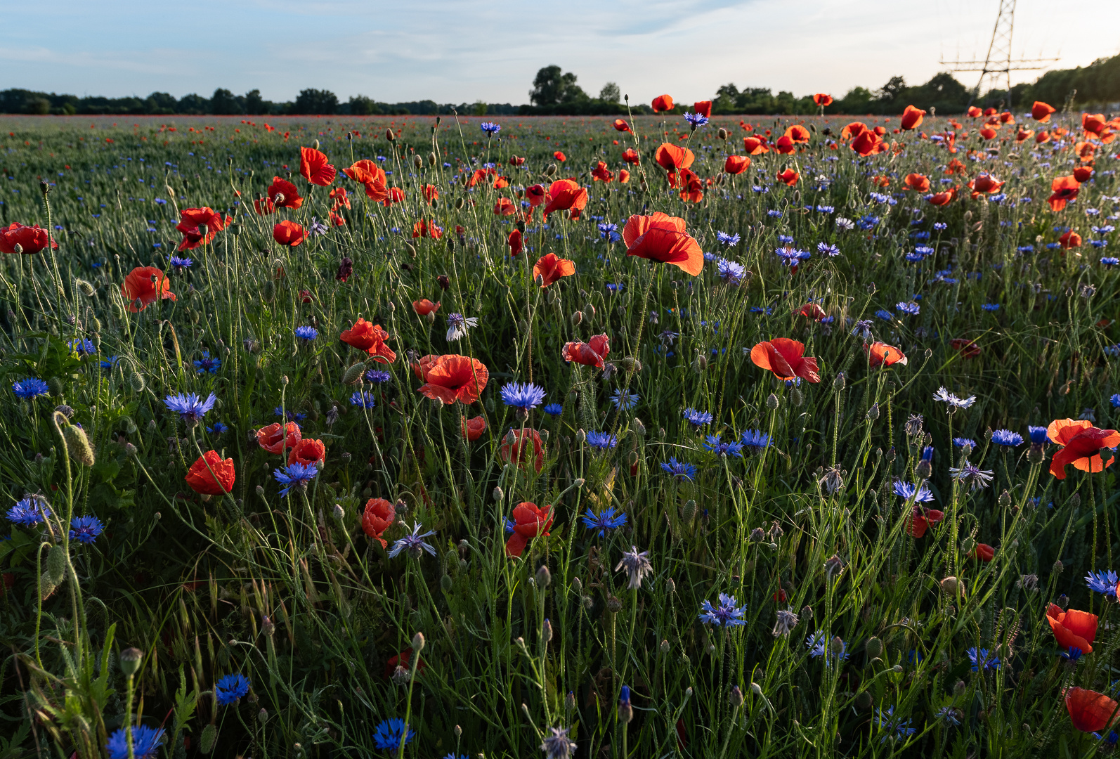 Bevor die Mohnblüte vorbei ist...