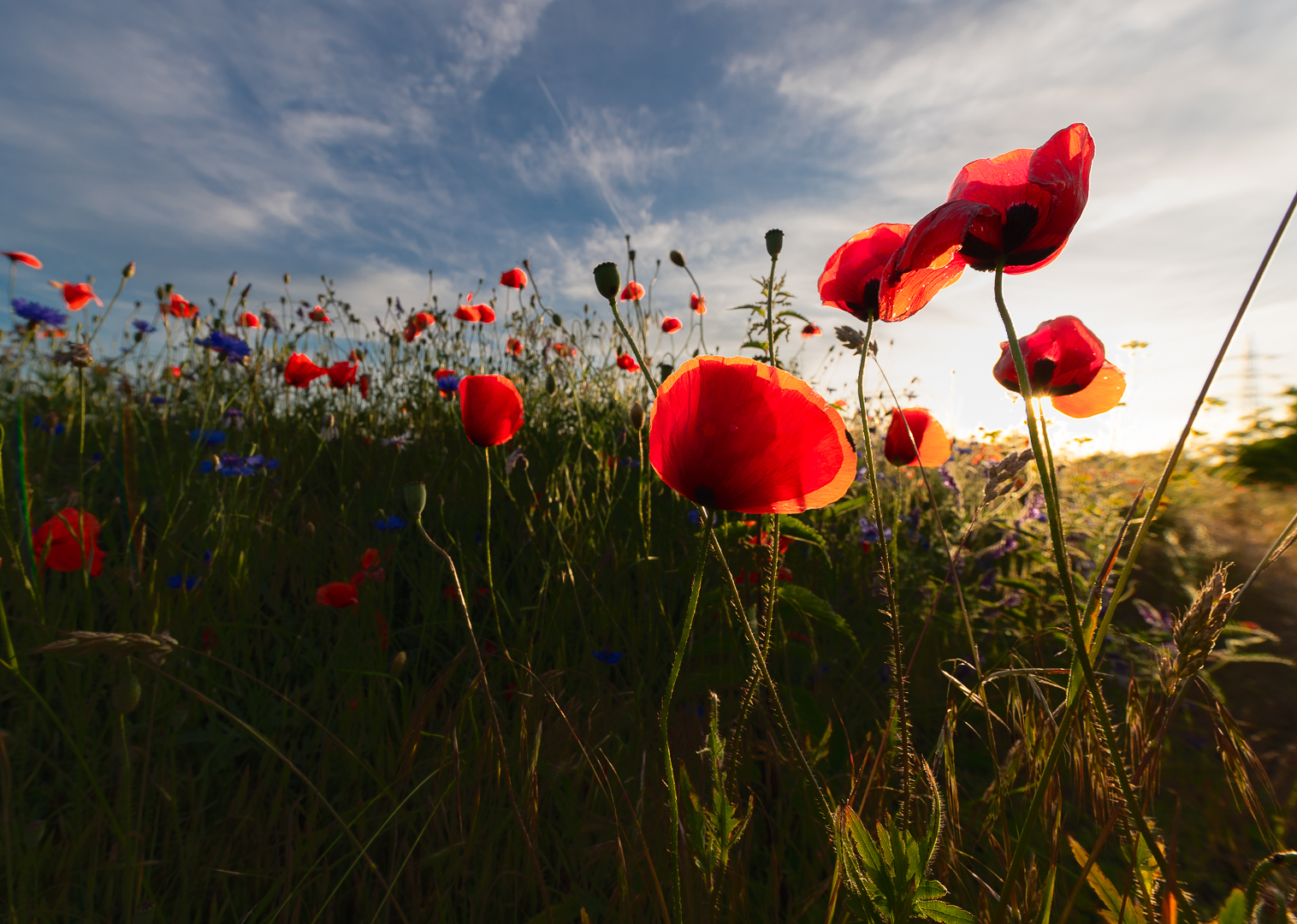 Bevor die Mohnblüte vorbei ist...