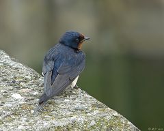 Bevor die Rauchschwalbe sich von der Brücke stürzte....