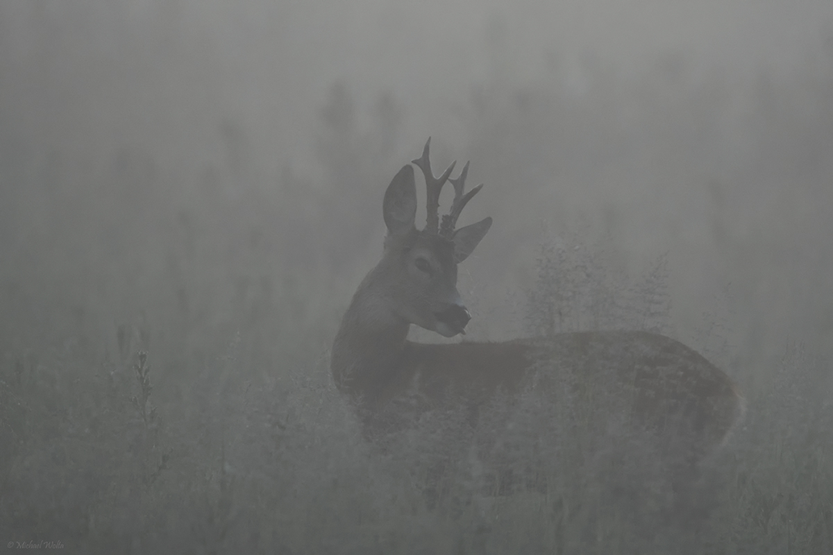 Bevor die Sonne den Nebel auflöste