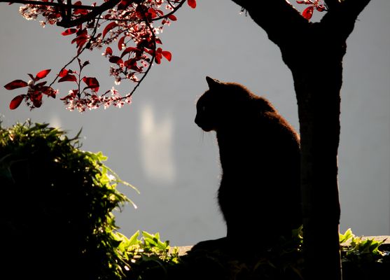 Bevor die Sonne untergeht