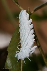 bevor ein Schmetterling draus wird ...