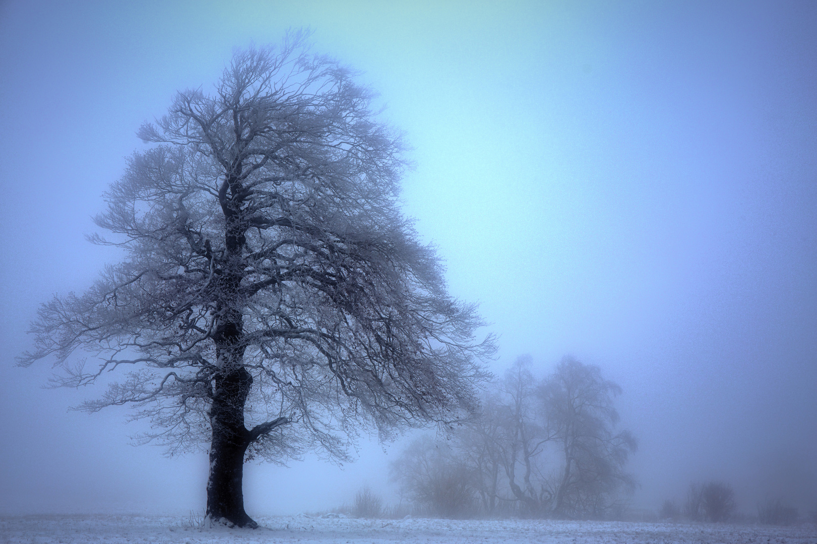 bevor er geht - Buche im Nebel in der Hochhrön