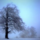 bevor er geht - Buche im Nebel in der Hochhrön