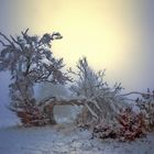 bevor er geht - gebrochener Baumriese in der Hochrhön (2)