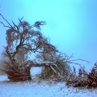 bevor er geht - gebrochener Baumriese in der Hochrhön