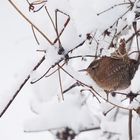 Bevor er sich verabschiedet...der Winter.....