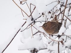 Bevor er sich verabschiedet...der Winter.....