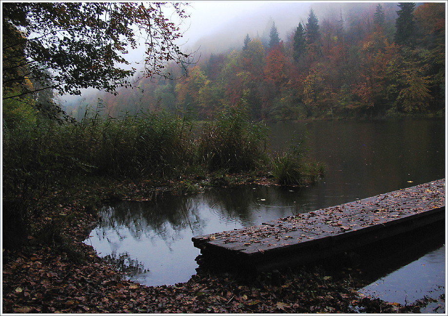 Bevor es dunkel wurde an meinem Waldweiher...