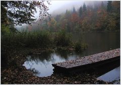 Bevor es dunkel wurde an meinem Waldweiher...